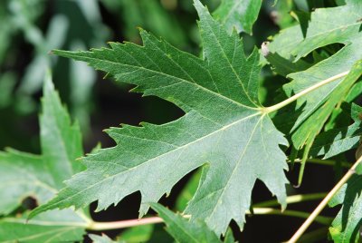 Acer saccharinum 'Wieri'- javor stříbrný'Wieri' - list líc